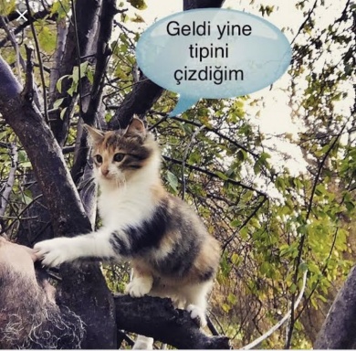 Kelebek5437
