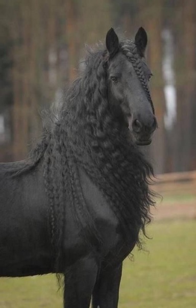 sanarslantas